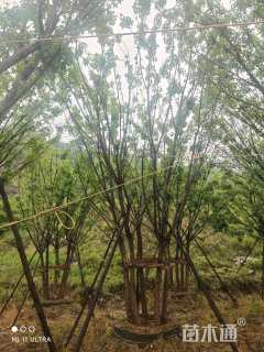 高度800厘米丛生五角枫