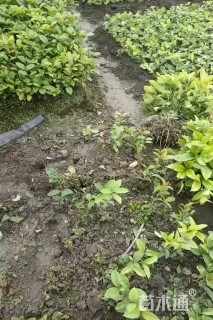 0.5公分四季桂