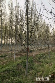 12公分欧洲小叶椴