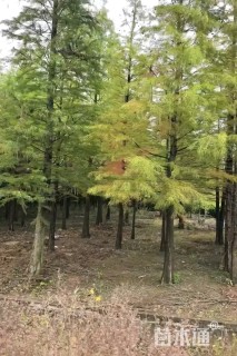 16公分池杉