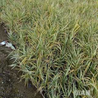 高度55厘米花叶芦竹