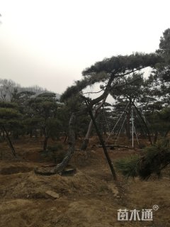 32公分造型油松