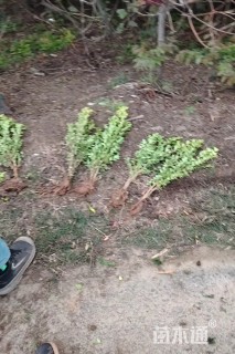 高度40厘米瓜子黄杨小苗