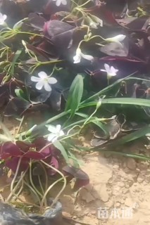 高度15厘米紫叶酢浆草