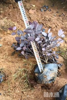 高度25厘米红花继木小苗