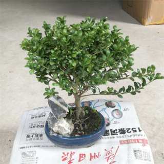 高度40厘米龟甲冬青