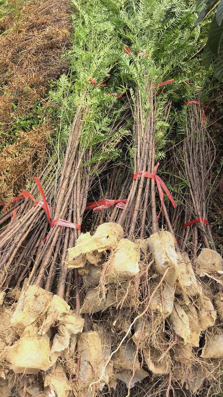 高度60厘米红豆杉小苗