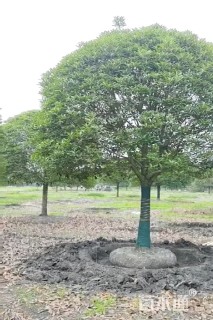 10公分桂花