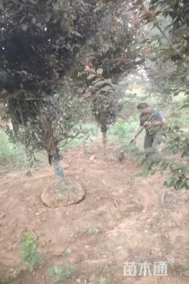 12公分榆叶梅