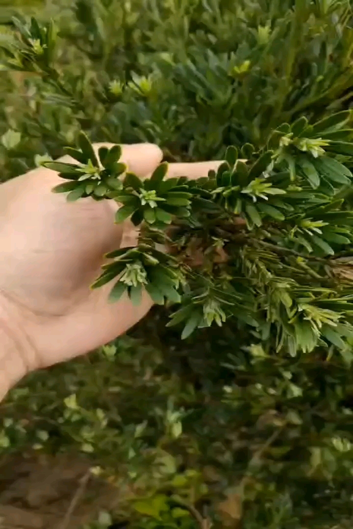 5公分小叶罗汉松