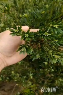 5公分小叶罗汉松