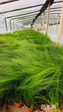 高度50厘米细叶针芒