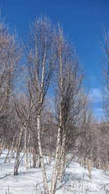 高度600厘米(4杆)丛生白桦