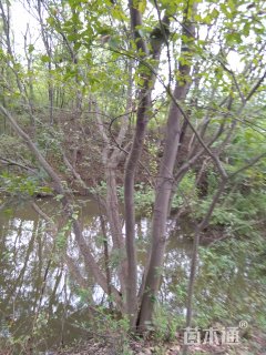 90公分丛生朴树
