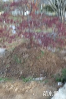 高度200厘米羽毛枫