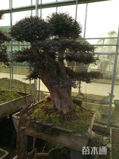 150厘米造型红花继木桩