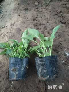 高度15厘米紫花地丁