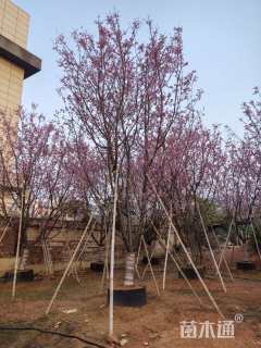 20公分山樱花