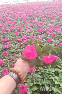 高度20厘米牵牛