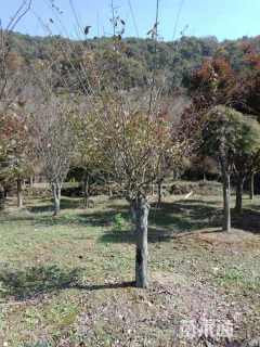 15公分垂丝海棠