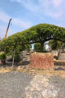 高度200厘米羽毛枫