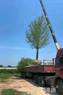 32公分银杏
