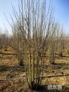 高度150厘米丛生木槿