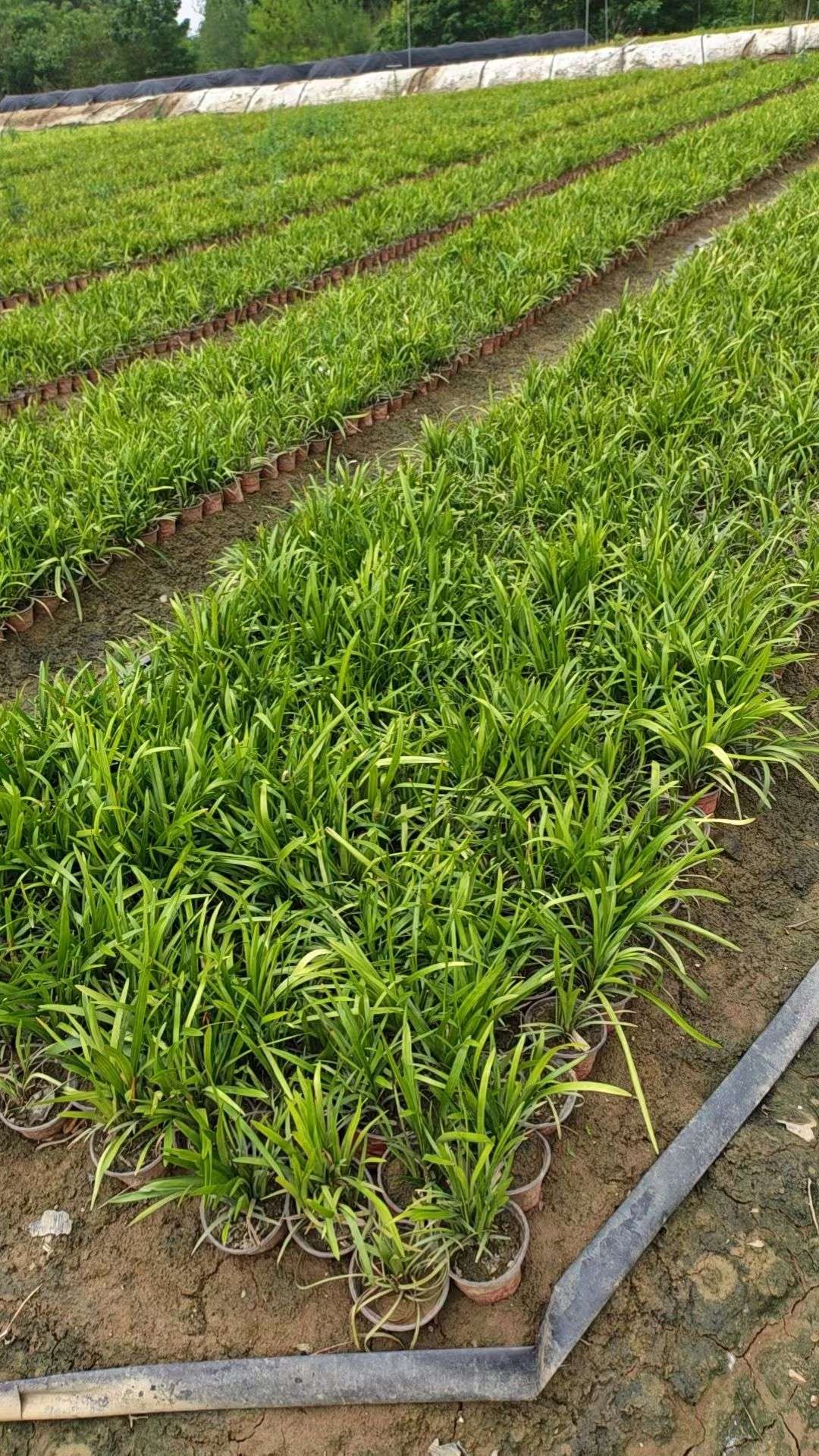 高度10厘米兰花三七
