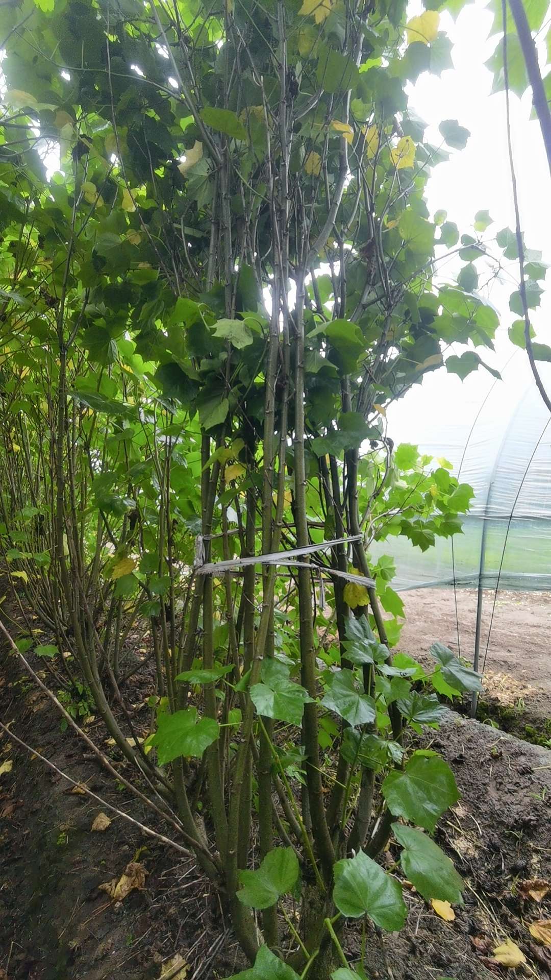 高度250厘米木芙蓉