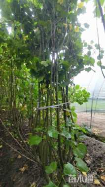 高度250厘米木芙蓉