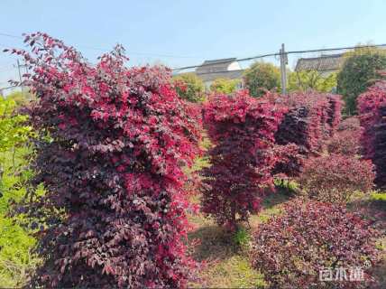 高度100厘米红花继木柱