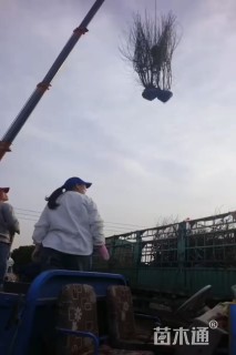 18公分日本红枫