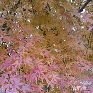 12公分流泉红枫