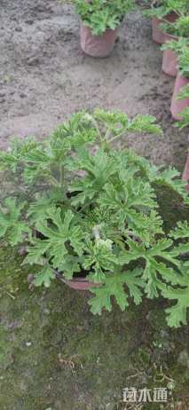 高度18厘米天竺葵