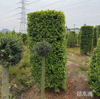 高度180厘米金禾女贞柱