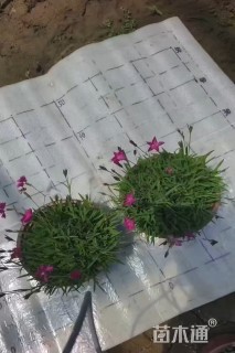 高度10厘米欧石竹