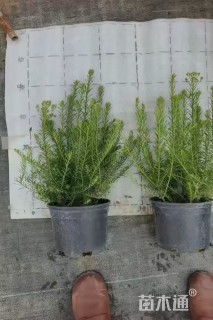 高度40厘米澳洲米花