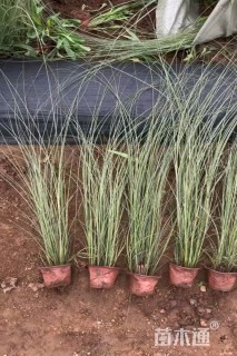 高度30厘米晨光芒
