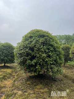 15公分桂花