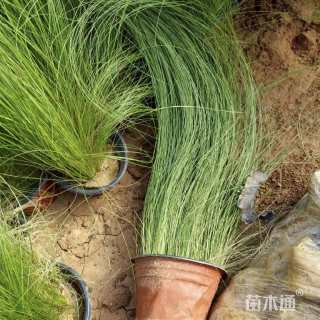 高度15厘米墨西哥羽毛草