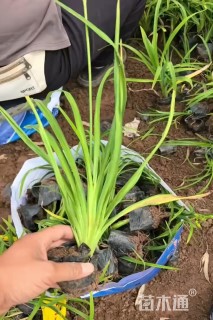高度20厘米金娃娃萱草
