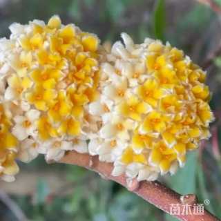 高度50厘米结香球