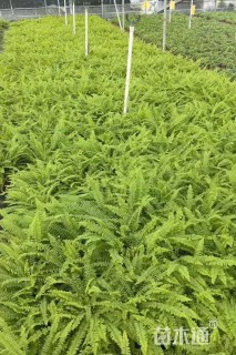 高度20厘米波斯顿蕨