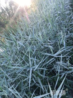 高度100厘米花叶芦苇
