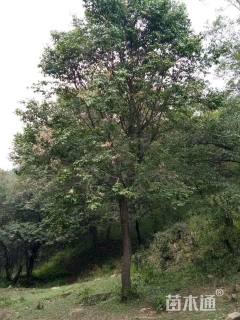 12公分暴马丁香