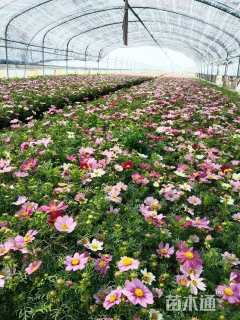 高度10厘米波斯菊