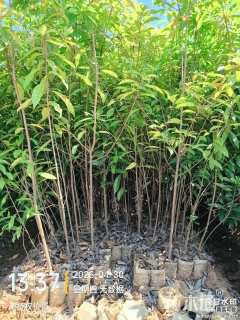 高度80厘米木荷小苗