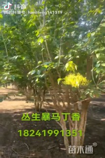 高度600厘米丛生暴马丁香