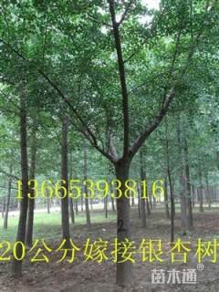 20公分银杏