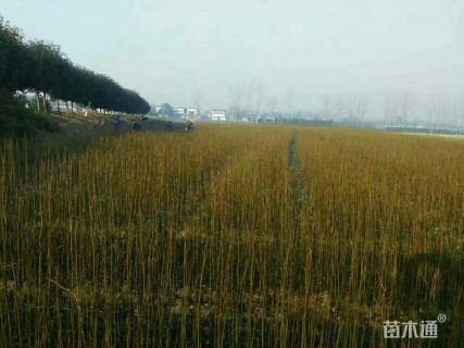 1公分青钱柳